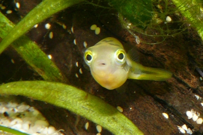 Carinotetraodon travancoricus Tetraodontidae