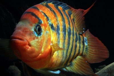 Mesoheros festae Cichlidae