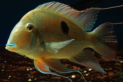 Geophagus surinamensis Cichlidae