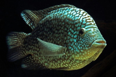 cichlidé perlé Cichlidae