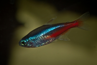 Paracheirodon innesi Characidae