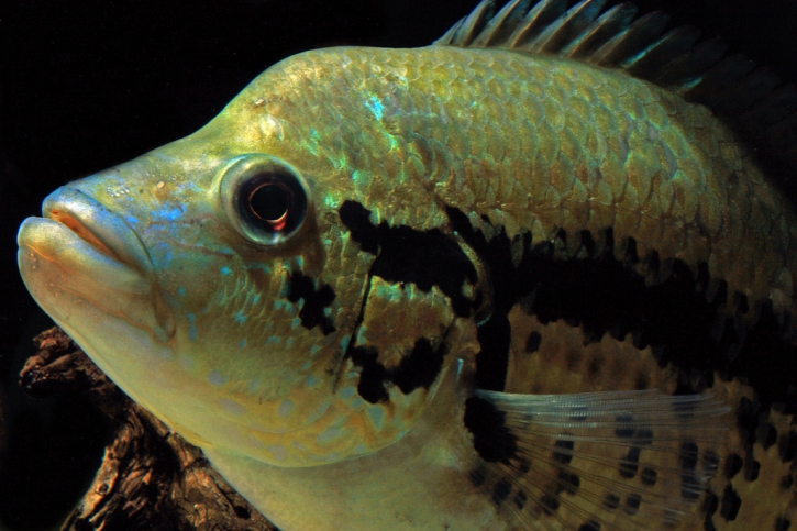 Parachromis : ces poissons d’aquarium qui menacent la biodiversité des tropiques