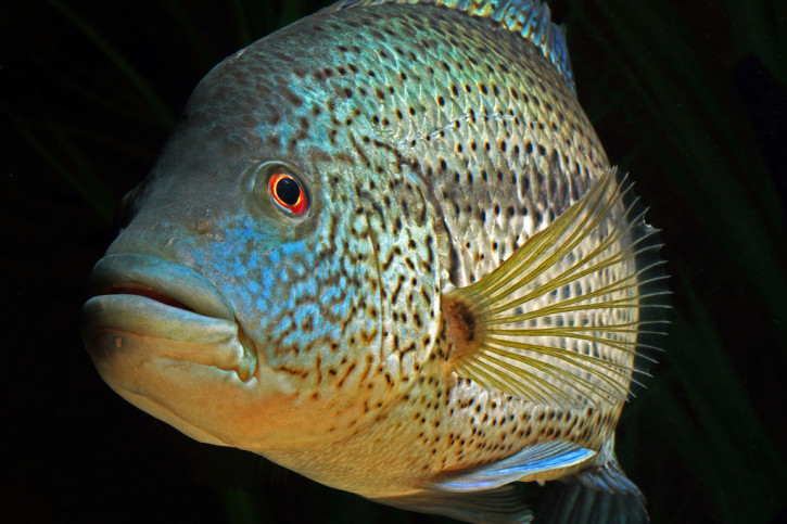 Parachromis dovii - cichlidé loup