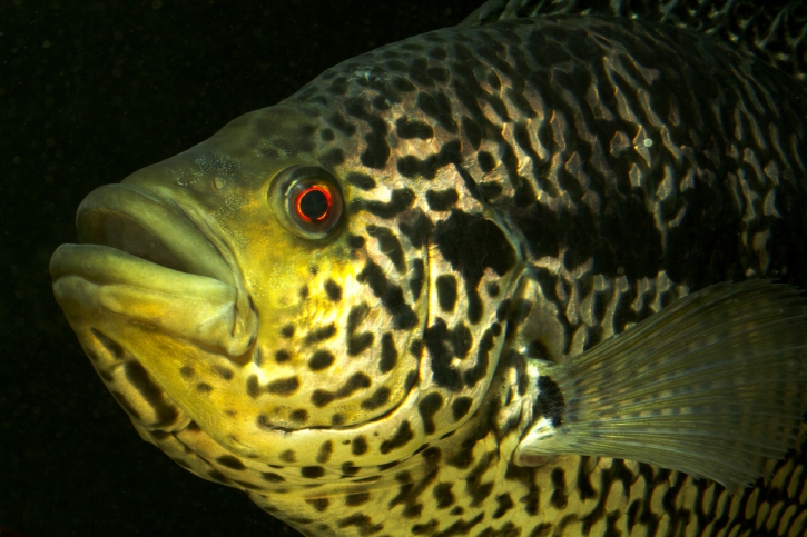 Parachromis managuensis - guapote tigre