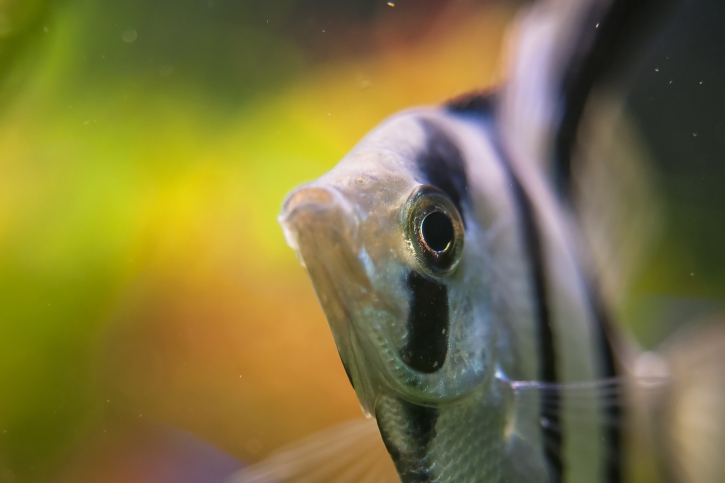 Pterophyllum scalare - scalare