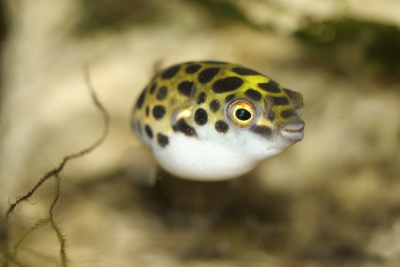 Dichotomyctere nigroviridis Tetraodontidae