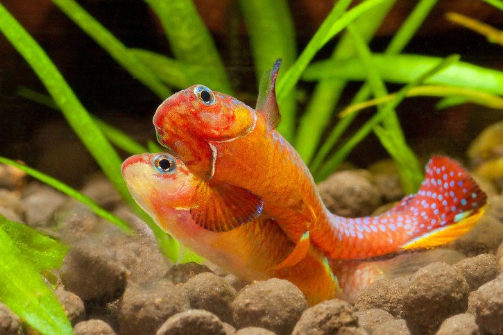 Comment reconnaître le sexe des poissons ?