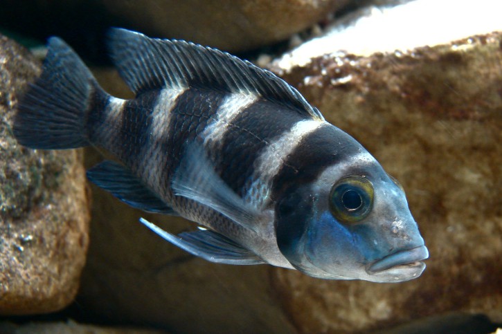 Neolamprologus tretocephalus