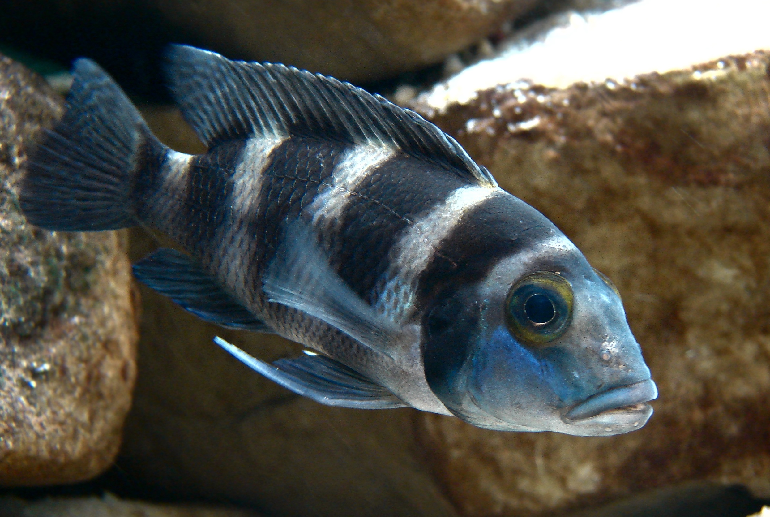 Neolamprologus tretocephalus