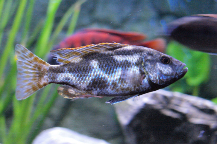 Nimbochromis livingstonii
