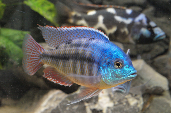 Protomelas taeniolatus