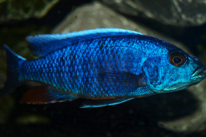 Sciaenochromis fryeri