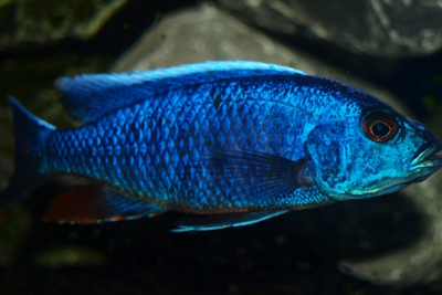 Sciaenochromis fryeri Cichlidae