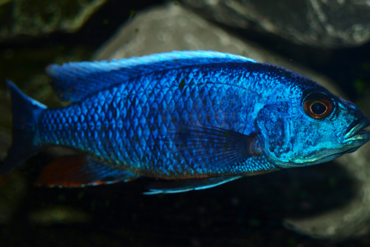 Sciaenochromis fryeri