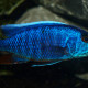 picture of Sciaenochromis fryeri