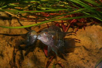 Aequidens tetramerus Cichlidae