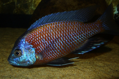 Copadichromis borleyi Cichlidae