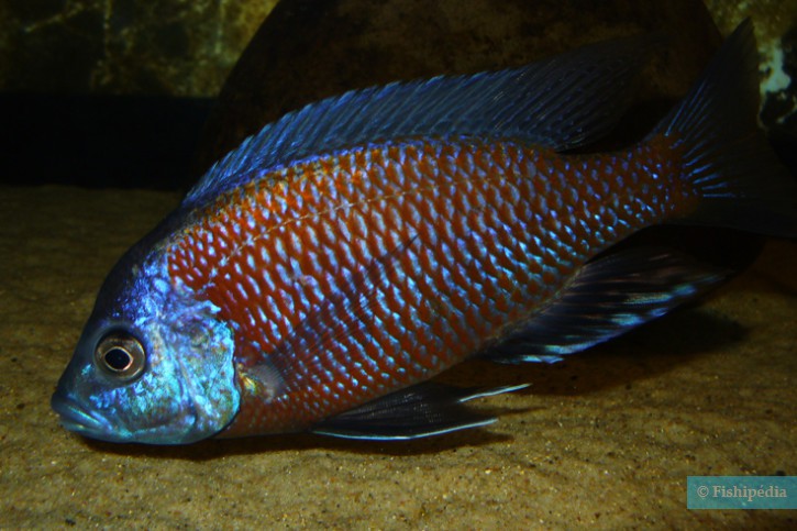 Copadichromis borleyi