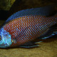 picture of Copadichromis borleyi