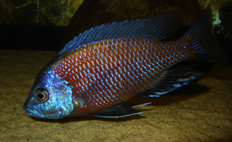Copadichromis borleyi
