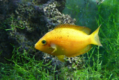 Cromide orange Cichlidae