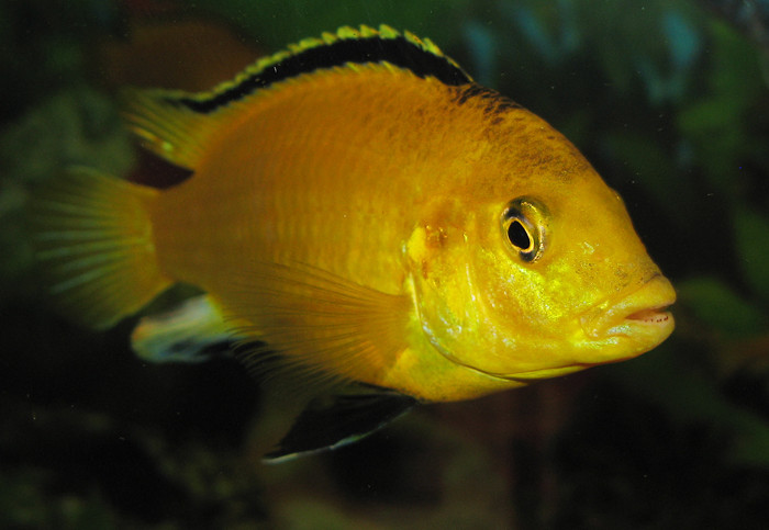 Labidochromis caeruleus