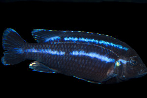 Melanochromis loriae