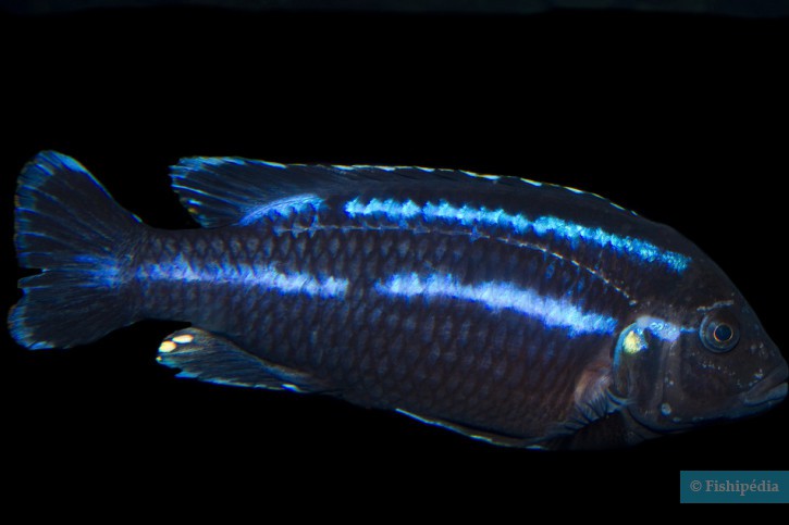 Melanochromis loriae