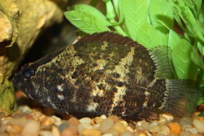 Nandus nebulosus Nandidae