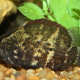 picture of Nandus nebulosus