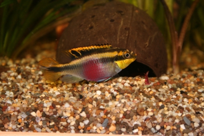 Pelvicachromis pulcher Cichlidae