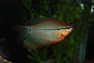 Trichopodus leerii Osphronemidae