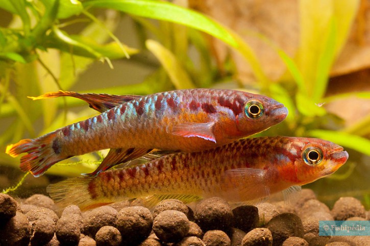 Aphyosemion bivittatum