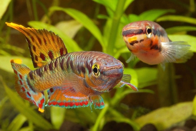 Aphyosemion bivittatum Nothobranchiidae