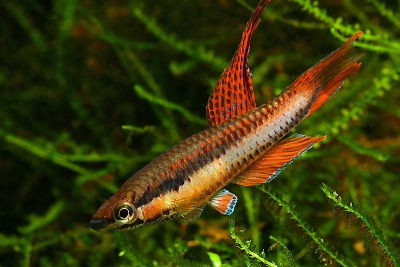 Aphyosemion bitaeniatum Nothobranchiidae