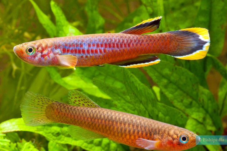 Aphyosemion celiae - Aphyosemion de Celia