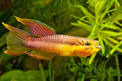 Aphyosemion volcanum Nothobranchiidae