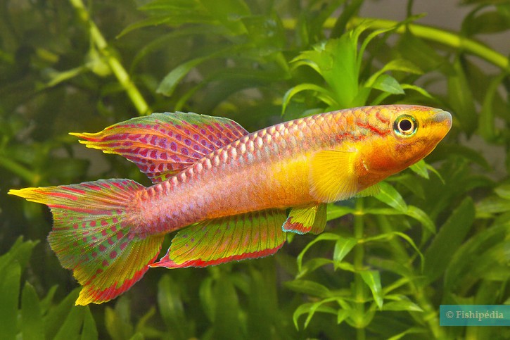 Aphyosemion volcanum