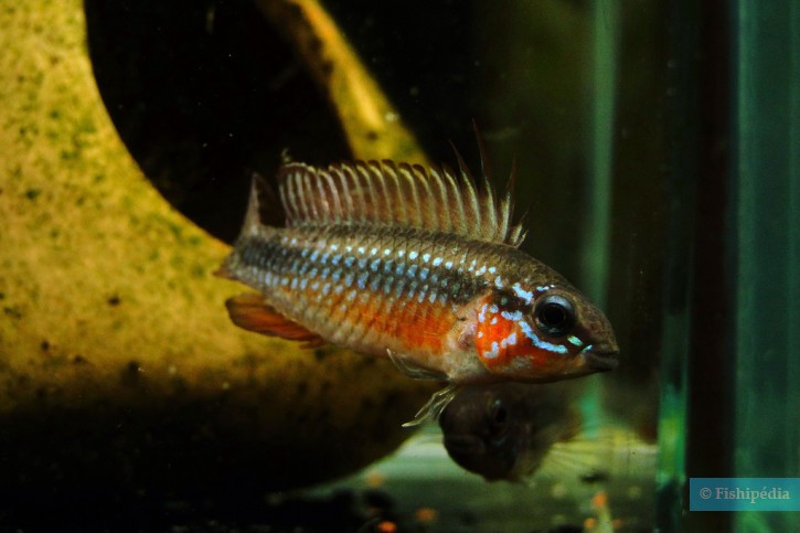 Apistogramma elizabethae