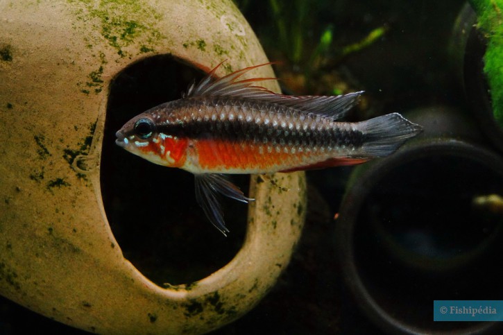 Apistogramma elizabethae