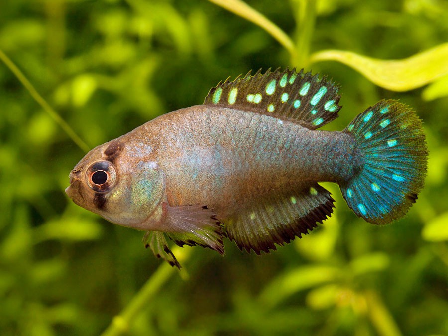 Austrolebias patriciae