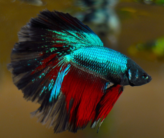 Combattant - Betta splendens