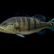 picture of Cichla piquiti