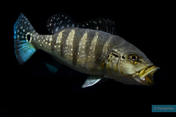 Cichla piquiti