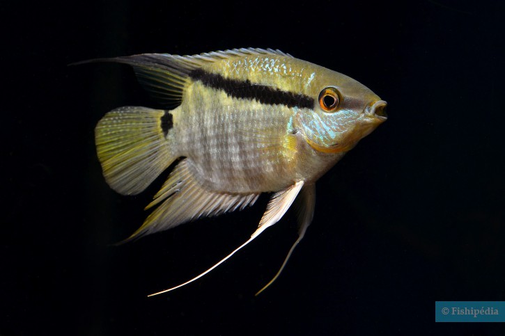 Mesonauta mirificus