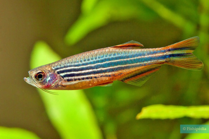 Danio quagga