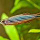 picture of Danio quagga