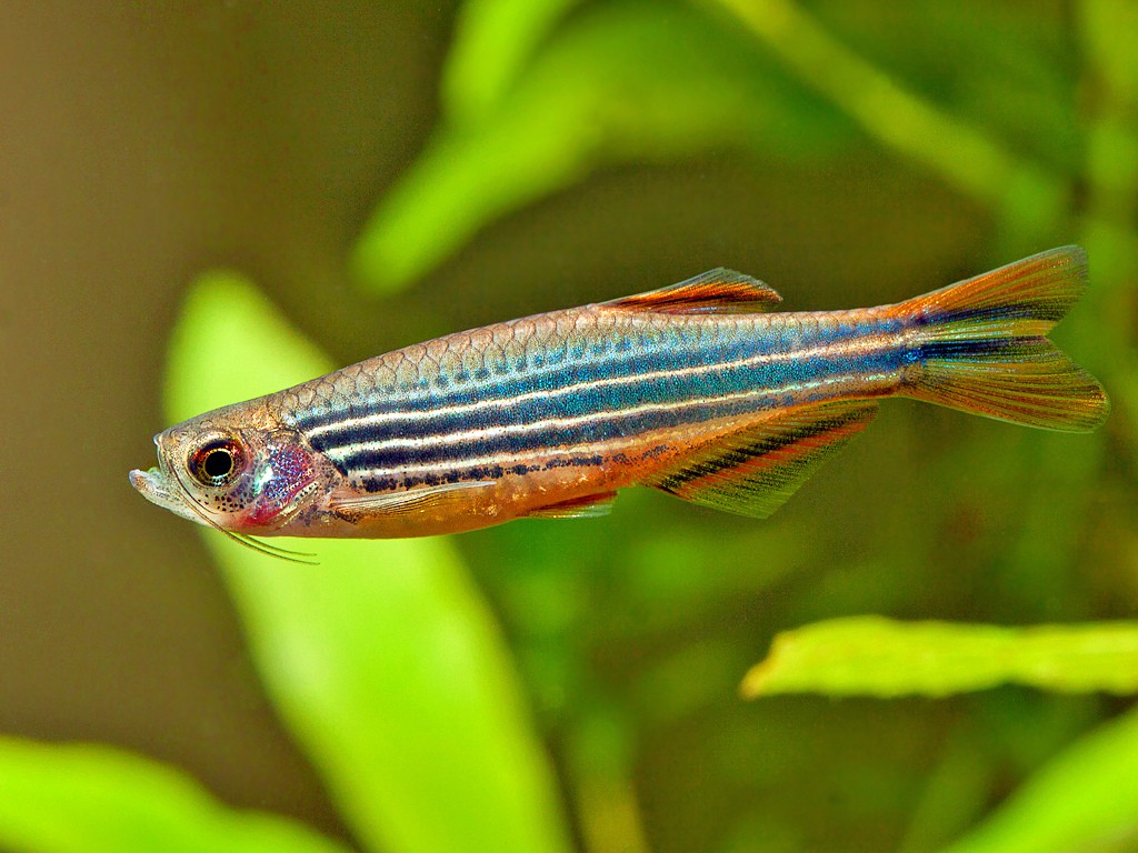 Danio quagga