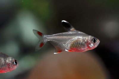 Hyphessobrycon bentosi Characidae