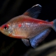 picture of Hyphessobrycon pyrrhonotus
